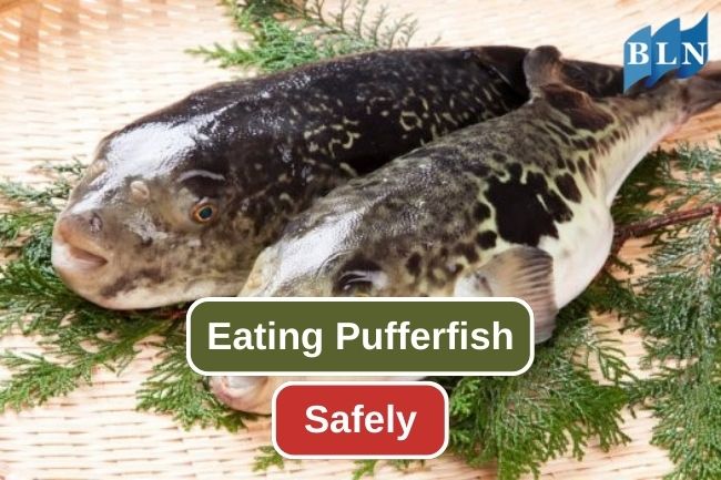 Know These 6 Things Before Eating Pufferfish